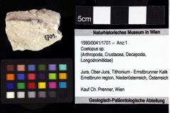 Foto (Objket + Etiketten) von Goniodromites bidentatus (Reuss, 1859) 